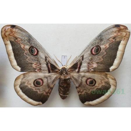 Saturnia pyri (Denis & Schiffermüller, 1775) female Pawica gruszówka ex. ovo Czech 112mm2